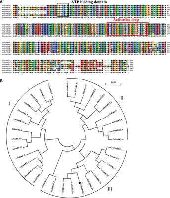 Sucrose non-fermenting1-related protein kinase VcSnRK2.3 promotes anthocyanin biosynthesis in association with VcMYB1 in blueberry